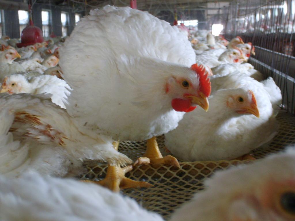 2023年肉鸡产品综合售价或将延续上行趋势